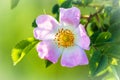 Wild rose flowers or dog rose blossom or sweet briar Royalty Free Stock Photo