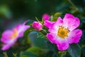 Wild rose flowers or dog rose blossom or sweet briar Royalty Free Stock Photo