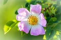 Wild rose flowers or dog rose blossom or sweet briar Royalty Free Stock Photo