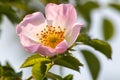 Wild rose flowers or dog rose blossom or sweet briar Royalty Free Stock Photo