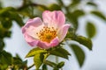 Wild rose flowers or dog rose blossom or sweet briar Royalty Free Stock Photo