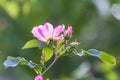 Wild rose flowers or dog rose blossom or sweet briar Royalty Free Stock Photo