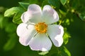 Wild rose flowers or dog rose blossom or sweet briar Royalty Free Stock Photo