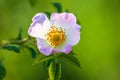 Wild rose flowers or dog rose blossom or sweet briar Royalty Free Stock Photo