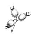 Wild rose flowers drawing and sketch with pointillism on white backgrounds. Vintage illustration of branch with rosehip