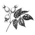 Wild rose flowers drawing and sketch with pointillism on white backgrounds. Vintage illustration of branch with rosehip