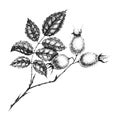 Wild rose flowers drawing and sketch with pointillism on white backgrounds. Vintage illustration of branch with rosehip