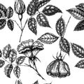 Wild rose flowers drawing and sketch with pointillism on white backgrounds. Vintage pattern of branch with rosehip