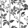 Wild rose flowers drawing and sketch with pointillism on white backgrounds. Vintage pattern of branch with rosehip