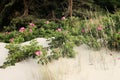 Wild rose flowers in the dunes by the Baltic Sea. Royalty Free Stock Photo