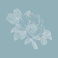 Wild rose flowers, line art drawing. Rosehip on blue background. Element for design. Royalty Free Stock Photo