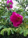 Wild rose flowers