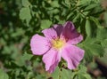 Wild Rose in the Forest in Estes Park, Colorado