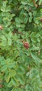 A wild rose found along the Cougar Mountain trail system. abstract background with nature. rosehip holoplodny