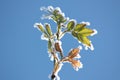 Wild rose frozen Royalty Free Stock Photo
