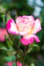 Wild rose in garden, green leaves background. Gardening concept. Single pink and white flower close-up Royalty Free Stock Photo