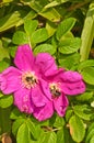 Wild rose growing with two honey bees collecting nectar on a barrier island in the north atlantic ocean