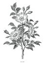 Wild rose hand drawing black and white vintage clip art isolated