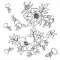 Wild Rose hip flowers, berries, leaves. Black and white contour hand drawn vector set isolated on white Royalty Free Stock Photo