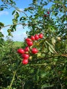 Wild rose hips Royalty Free Stock Photo