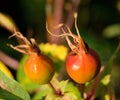 Wild rose hips Royalty Free Stock Photo