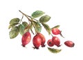 Wild rose hips with briar fruits dog rose with berries and leaves Hand drawn watercolor illustration Royalty Free Stock Photo