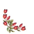 Wild rose hips with briar fruits dog rose with berries and leaves Hand drawn watercolor illustration Royalty Free Stock Photo