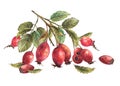 Wild rose hips with briar fruits dog rose with berries and leaves Hand drawn watercolor illustration Royalty Free Stock Photo