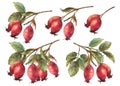 Wild rose hips, briar fruits dog rose with berries and leaves Hand drawn watercolor set illustration Royalty Free Stock Photo
