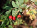 Wild Rose Hips on a Branch Royalty Free Stock Photo