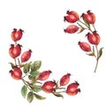 Wild rose hips wreath, briar fruits dog rose, berries and leaves Hand drawn watercolor illustration Royalty Free Stock Photo