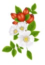 Wild Rose illustration.