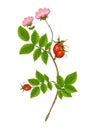 Wild Rose illustration.