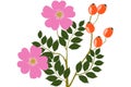 Wild Rose - illustration