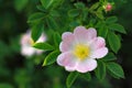 Wild rose Royalty Free Stock Photo