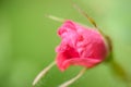 Wild Rose Opening Up