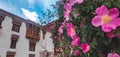 Wild rose outside Hemis Monastery, Ladakh. Ethnobotany: Flowers are used for ornamental purposes Royalty Free Stock Photo