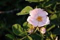 Wild rose pink flower and bud on the soft dark green leaves soft blurry dark background Royalty Free Stock Photo