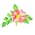 Wild rose pink flower top view, bud and leaves, isolated on white hand painted watercolor Royalty Free Stock Photo