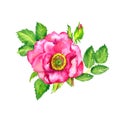 Wild rose pink flower top view, buds and leaves, isolated on white hand painted watercolor Royalty Free Stock Photo