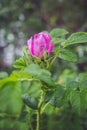 Wild rose after rain