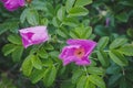 Wild rose after rain Royalty Free Stock Photo