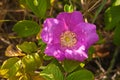 Wild rose ready for bee pollination