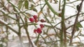 Wild rose red berry bush and berries covered with snow frost the nature winter Royalty Free Stock Photo