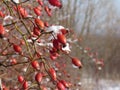 Wild rose red berry bush and berries in winter. Red rosehips in nature. Rose hip Rosa canina pla Royalty Free Stock Photo