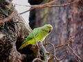 Wild Rose-ringed Parakeet Psittacula kramer London Royalty Free Stock Photo