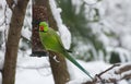 Wild Rose-ringed parakeet in winter Royalty Free Stock Photo