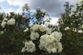 Wild rose, Rosa canina, dog rose white flowers bush Royalty Free Stock Photo