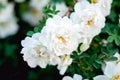 Wild rose, Rosa canina, dog rose white flowers bush Royalty Free Stock Photo