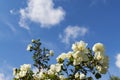 Wild rose, Rosa canina, dog rose white flowers bush on blured sky background Royalty Free Stock Photo